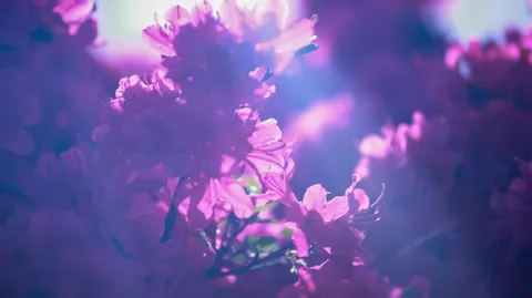 紫陽花の幻想的な世界