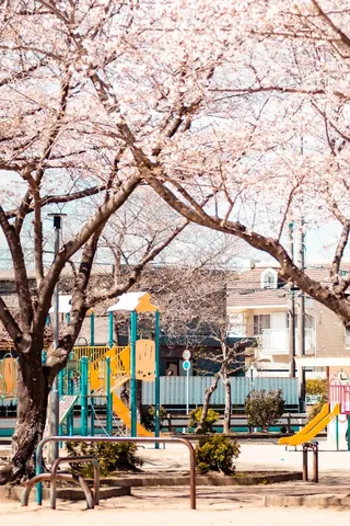 桜と遊具の午後