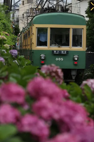 花に埋もれる「隠れん坊電車」