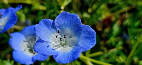 蒼い花の清涼な瞬間