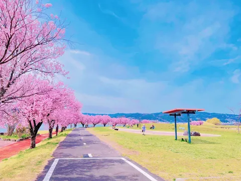 桜並木、空へ続く散歩道