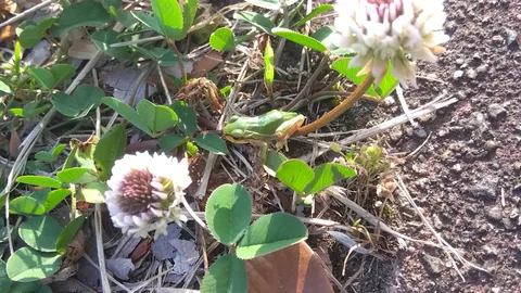 カエルとクローバーの午後