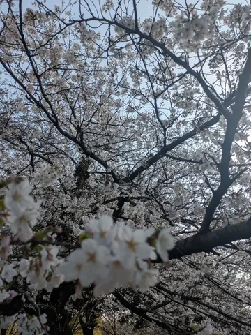 春の訪れ、淡い桜の絨毯