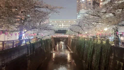 夜桜彩る都市の水辺