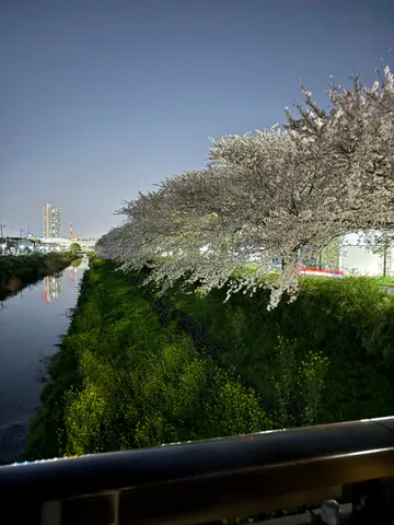 夜桜と菜の花の対比