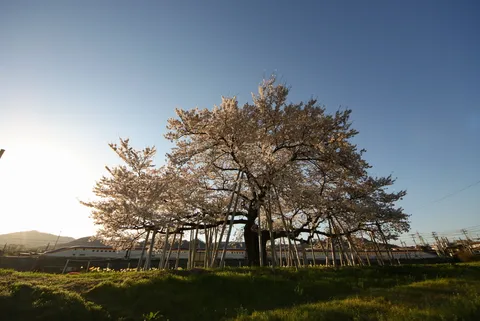 陽光に輝く桜と新幹線
