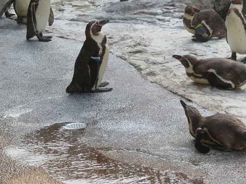 ペンギンたちの水辺のひととき