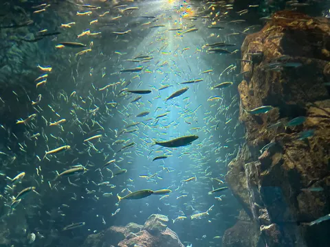 光差す水中、魚たちの賑やかな群れ