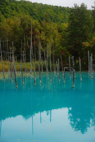 水面に映る静かな森の声