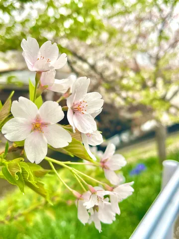 春風に揺れる、桜の白。