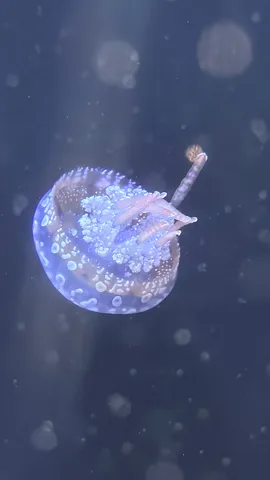 青い光を纏うクラゲ
