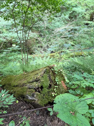 苔むす切り株の静寂