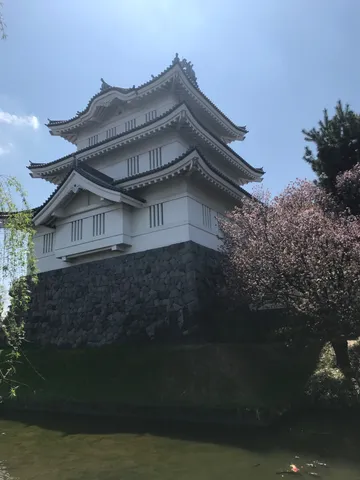 桜と白壁の城影