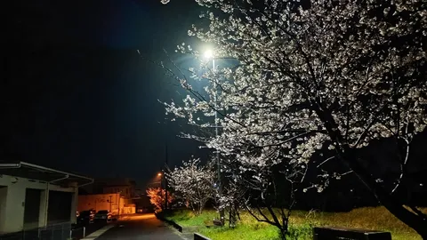 夜桜、街灯の下でモデル立ち！