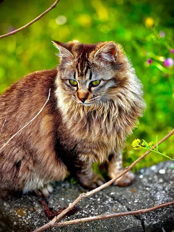 草むらに佇む、毛並み美猫