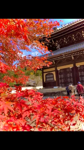 紅葉の寺社、燃えるような赤