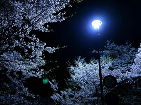 夜桜に照らす灯りの道