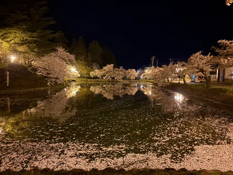 静寂に散る桜、水面の灯り