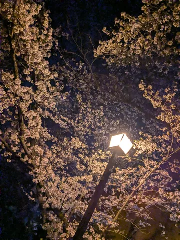 夜桜に灯る街灯の幻想的な瞬間