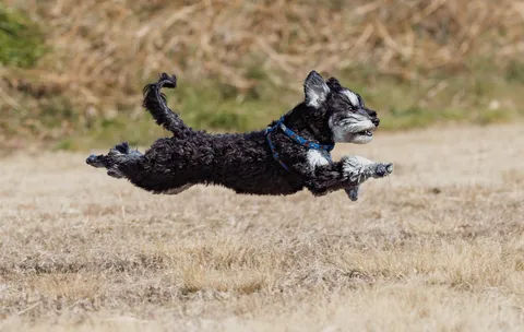 躍動感あふれるシュナウザーの空中散歩