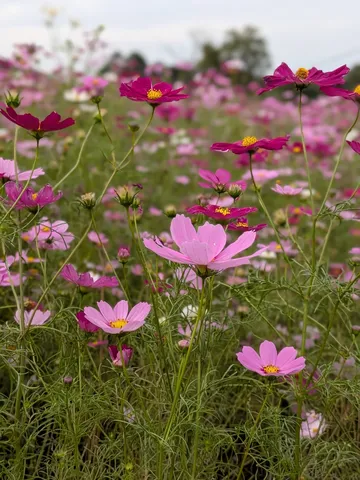 風と花の夢幻野原