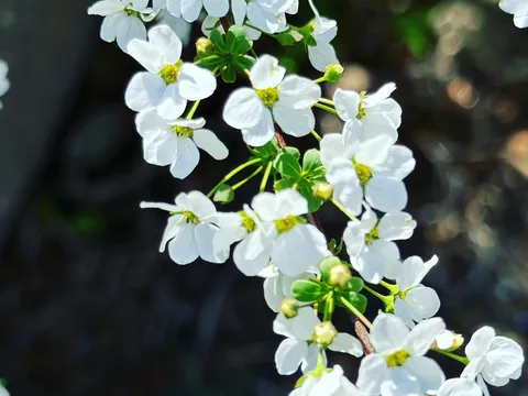 白い花の風に揺れて