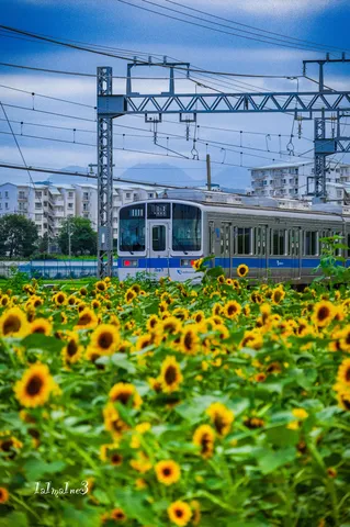 ひまわり畑の電車待ち