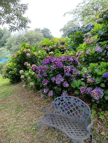 紫陽花の庭園とアンティークなベンチ