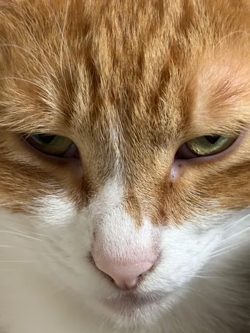 猫の真剣な眼差し