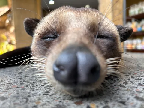 眠そうな鼻先に癒される