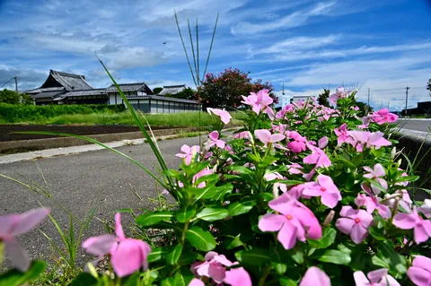 青空とピンクの花、田舎道