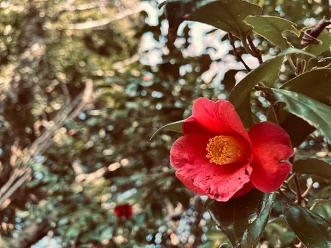 静寂に咲く深紅の息吹