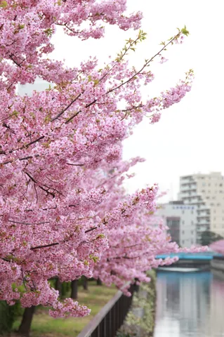 春色の川沿い桜並木