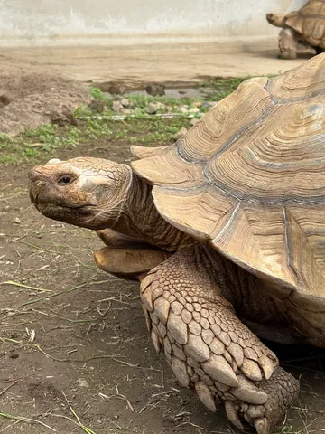 悠久の時を刻む、巨亀の足跡