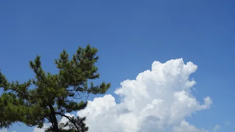 青空と松の静けさ