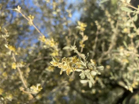 ふわふわ黄色の花、何これ？
