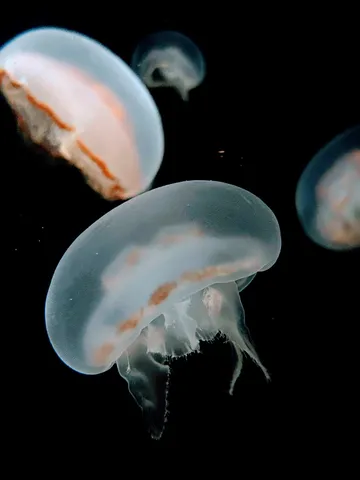 暗闇に浮かぶ、幻想的なクラゲたち