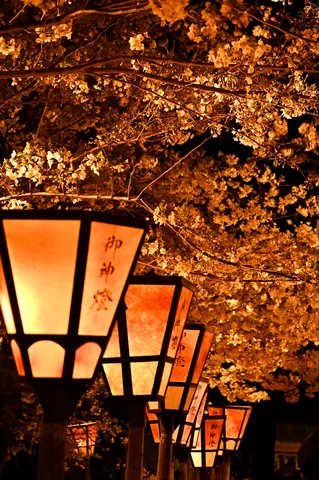 幻想的な夜桜と灯り
