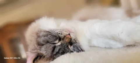 熟睡の猫、至福のひととき
