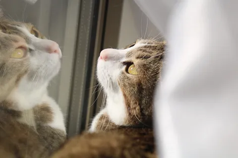 窓辺で向き合う二匹の視線