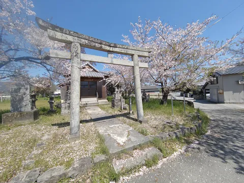 桜と鳥居、春の訪れを感じる一枚