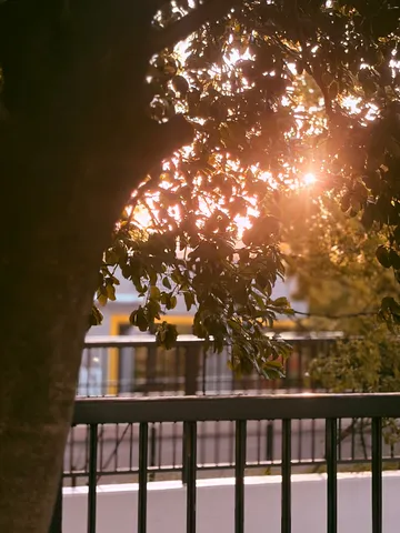 木漏れ日が照らす日常の風景