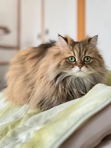 緑の瞳に惹かれて