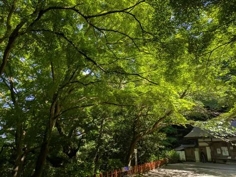 木漏れ日と古刹の風景
