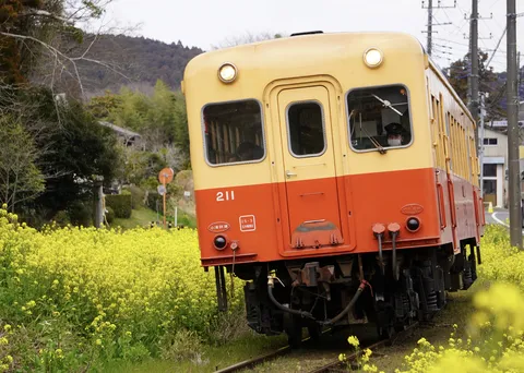 菜の花畑を走るレトロ列車211