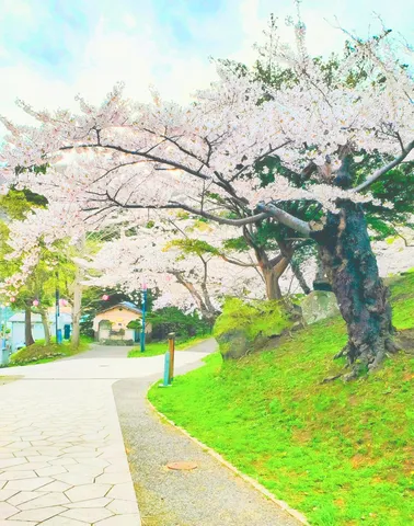 新緑と満開の桜、春の訪れ