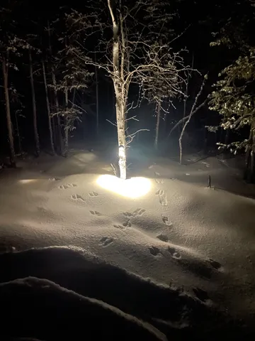 雪夜の木に灯る静けさ