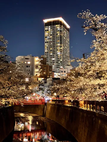 都会の夜を彩る桜と光