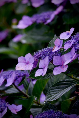 雨粒きらめく紫陽花、しっとりとした美しさ