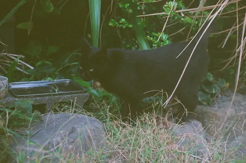 夜陰の黒猫と静かな庭